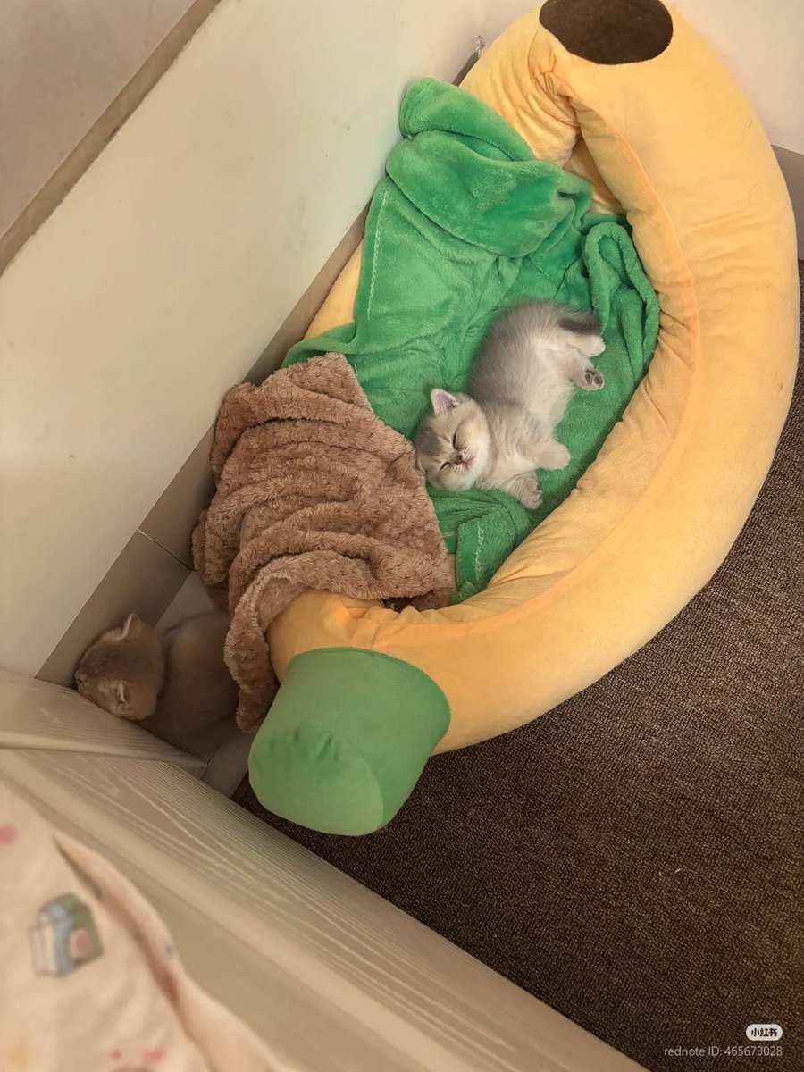 nocontextscats's tweet image. so eepy