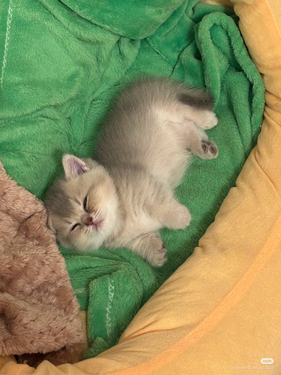 nocontextscats's tweet image. so eepy