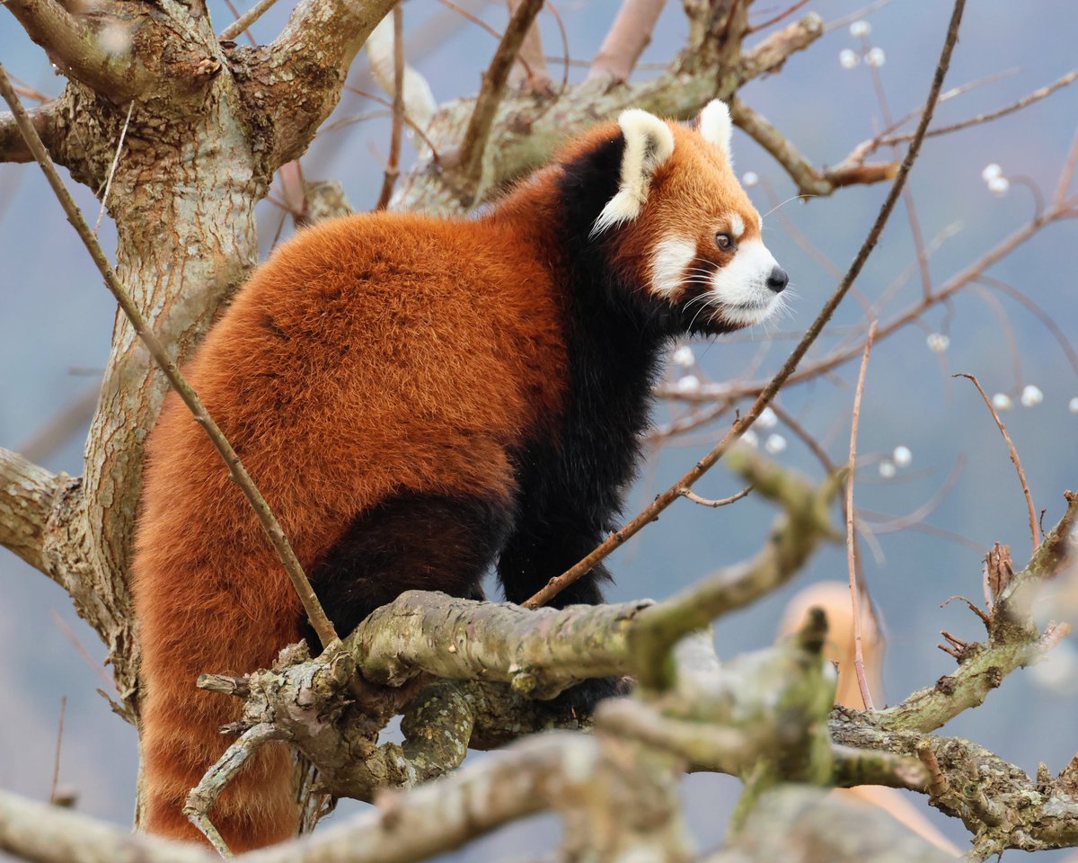 木の上から飼育員さんの動向を確認するレイレイくん🤨🪾 #秋吉台
