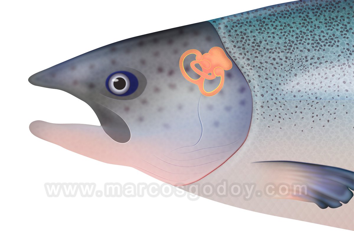 marcosgodoy1_'s tweet image. El oido interno de los peces
Inner ear of fish
bit.ly/4qkJQjN
#aquaculture #fish #teleost #salmon #anatomy #ear #marcosgodoy