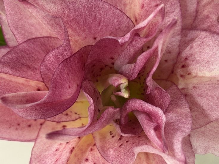 khai ⋆ tweet media