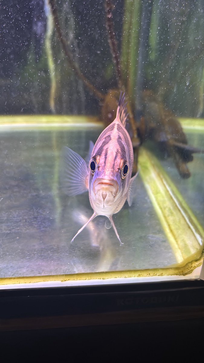 だとにお