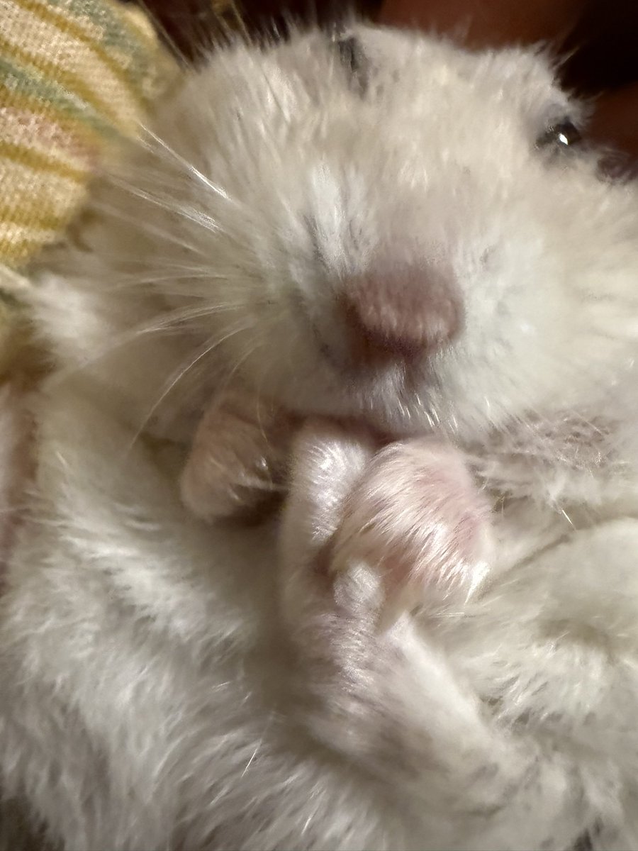 ハムスターの画像貼り付け場 Community on X - 7.0K Members