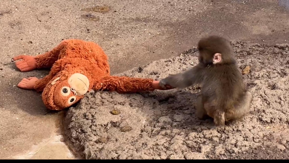 ママを連れて行くパンチくん
動画はこちらから👇
youtu.be/7AXPshh7j7k
【市川市動植物園】
#がんばれパンチ
#市川市動植物園