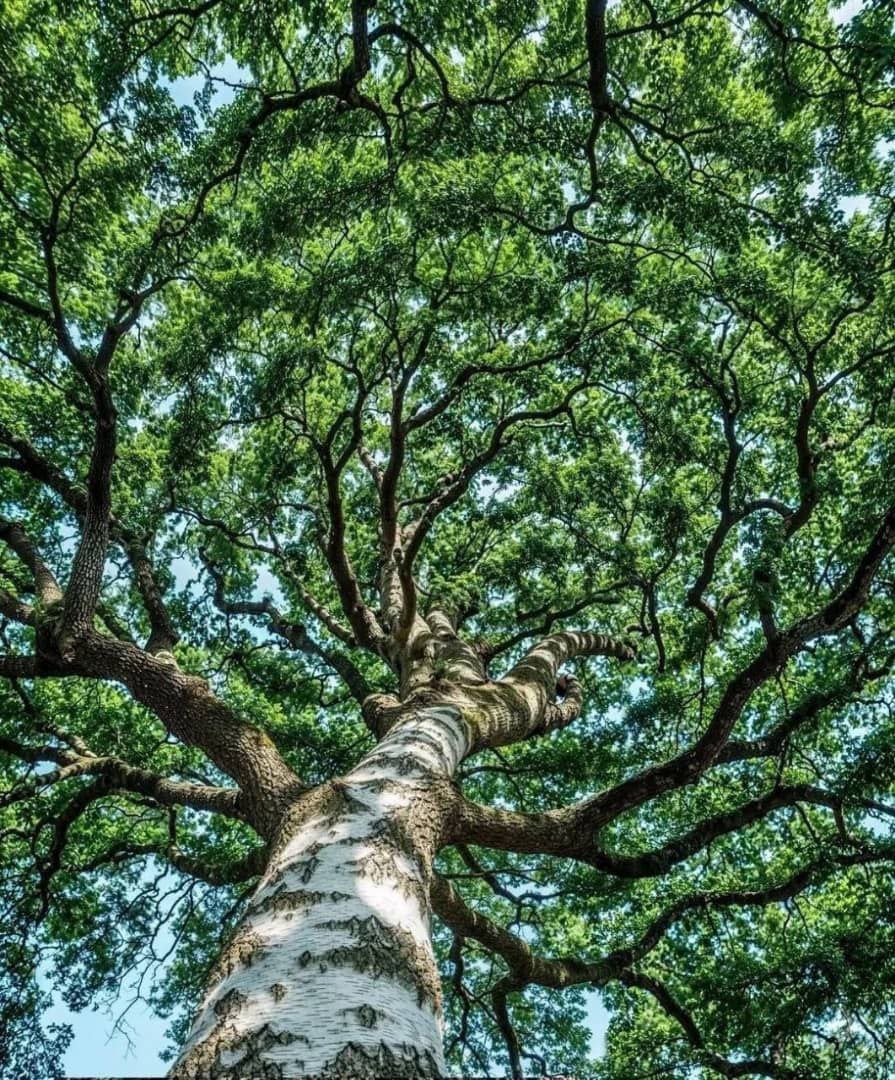 AnaGPinto1's tweet photo. SIEMBRA UN ÁRBOL:

Los Árboles son la sonrisa de la Tierra, cuídalas y te devolverán la vida.

#ElFuegoNoEsJuego https://t.co/plKVsP70gf