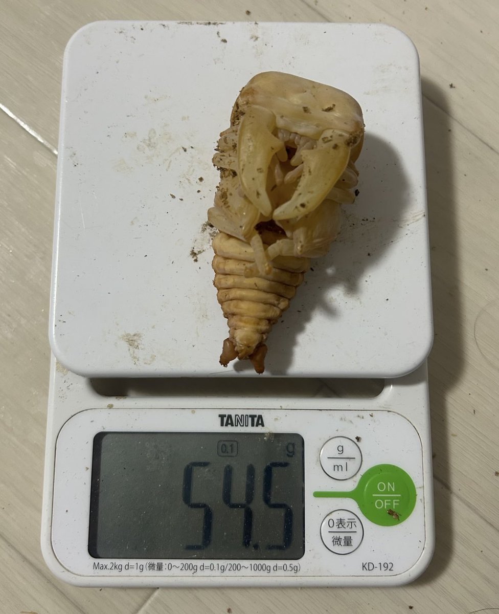 ダイジー (@daisykurume) / Posts / X