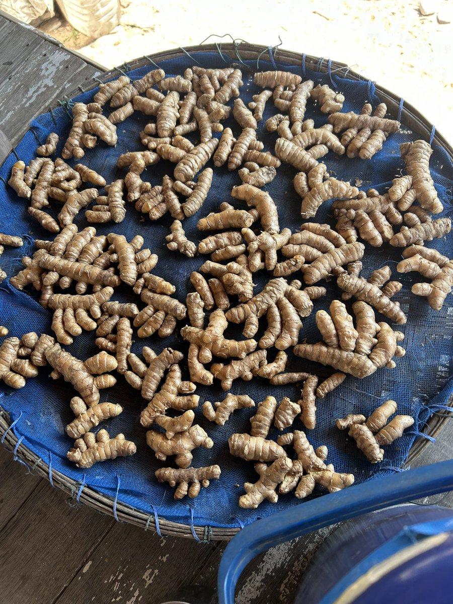 รีวิวไปทริปอีสานกับไทยเบฟรอบ2 

ยายแก่จนทอไม่ไหว ปอดไม่ดี แต่พอชวนคุยก็จะเดินกลับบ้านไปเอาผ้ามาอวด เลยได้ตามไปบ้านยายต่อ ยายพาทัวร์แถวบ้าน มีกี่ทอทุกหลัง ฝีมือคือคนละเรื่องกับพวกนี่ที่เป็นนักศึกษาจริง เขาจะรู้ไหมว่างานที่เขาทำ มันคงมีไม่กี่คนในไทยที่ทำได้แล้วถ้าหมดรุ่นเขา (1)