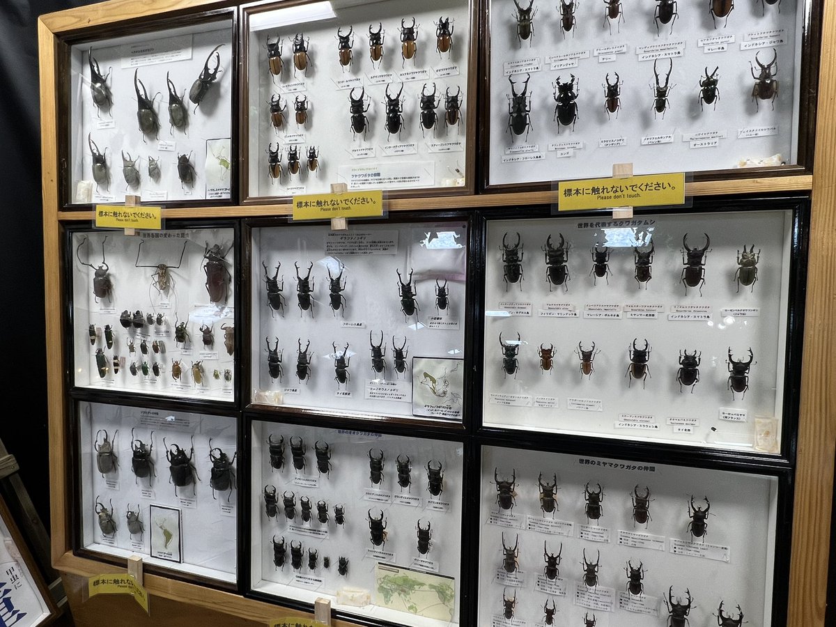 今日行った植物園も凄かった
植物も良かったけど何より世界の昆虫展が超感動した