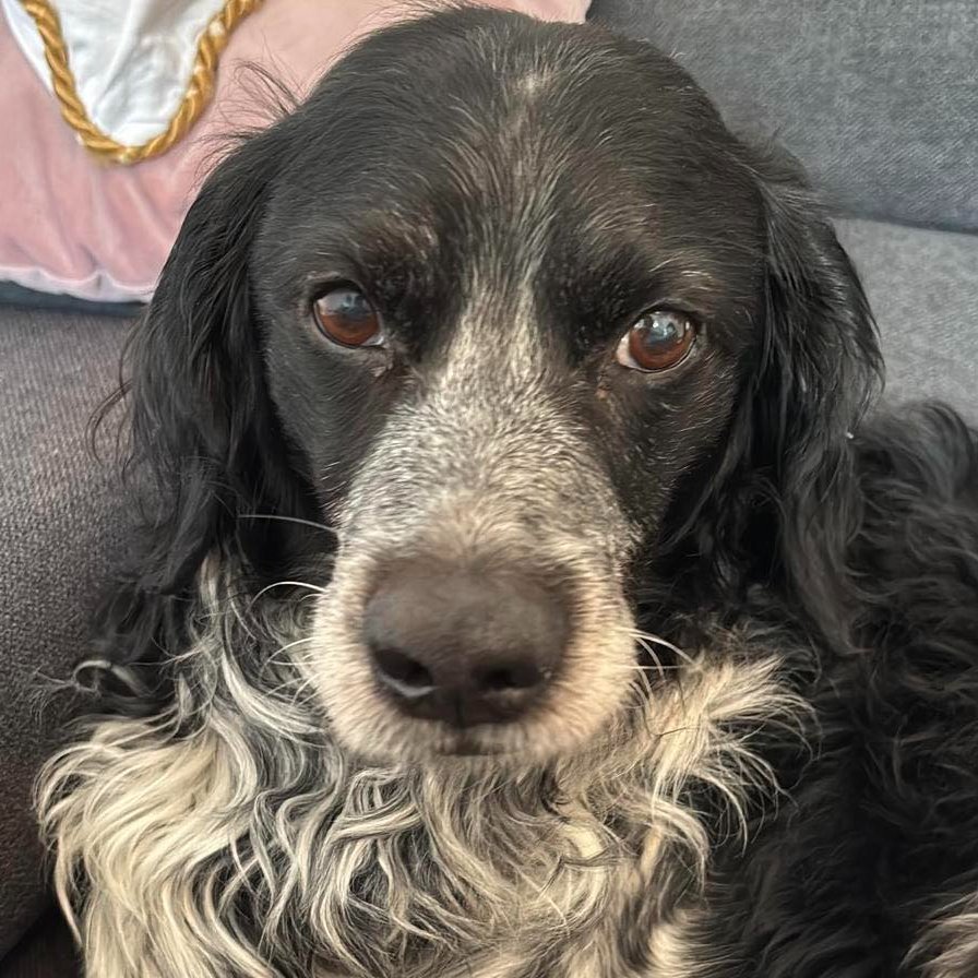 SosAbuelos1's tweet image. #CÁDIZ
#RUFO ha sido feliz… ¿Quién sabe si por primera vez en sus 10 años? La borrasca y sus consecuencias le han permitido disfrutar por unos días de un hogar de acogida donde … Verdaderamente ha disfrutado.

Sus días de perro de casa acabaron; ahora vuelve a su jaula, a ese…