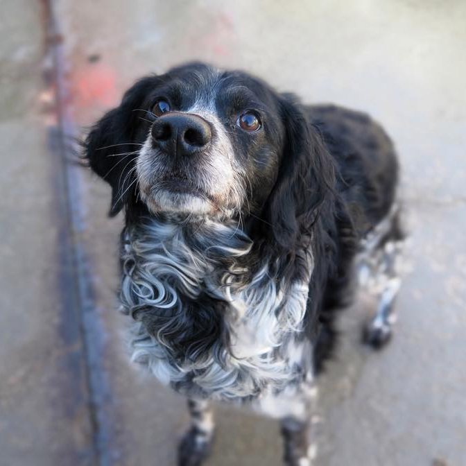 SosAbuelos1's tweet image. #CÁDIZ
#RUFO ha sido feliz… ¿Quién sabe si por primera vez en sus 10 años? La borrasca y sus consecuencias le han permitido disfrutar por unos días de un hogar de acogida donde … Verdaderamente ha disfrutado.

Sus días de perro de casa acabaron; ahora vuelve a su jaula, a ese…