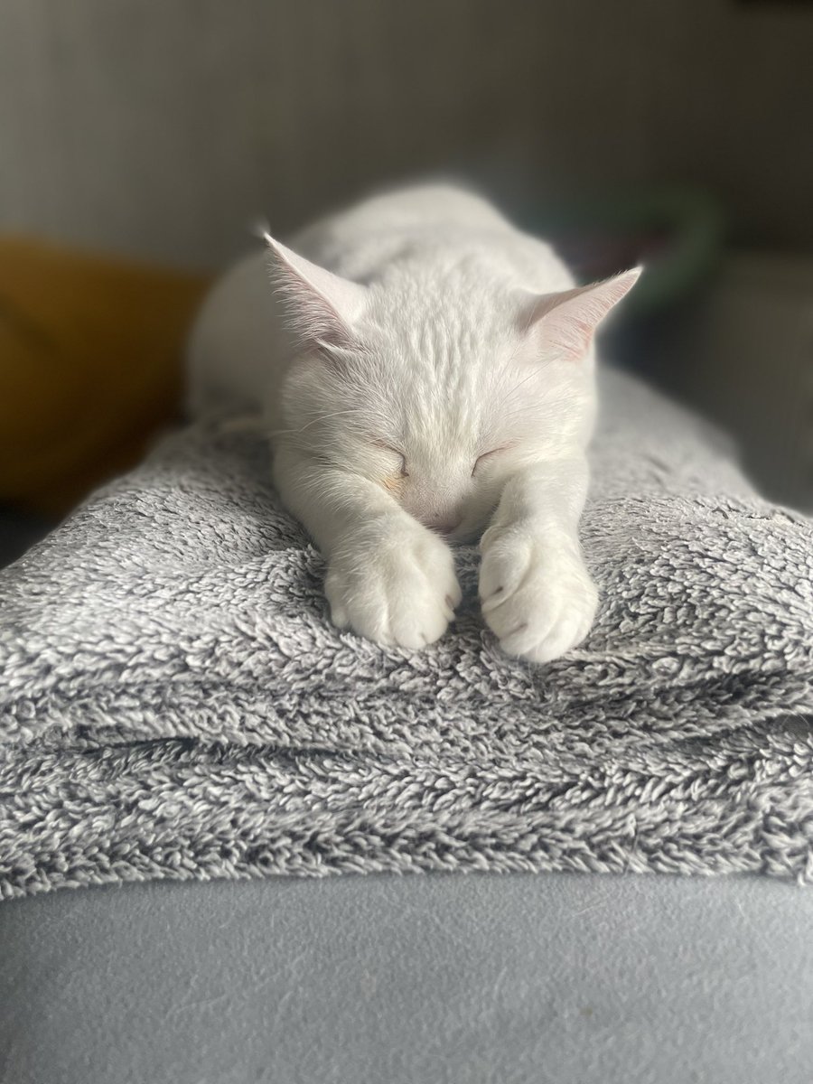 Mój pumpulek kochany ❤️mogłabym go zjeść 😋