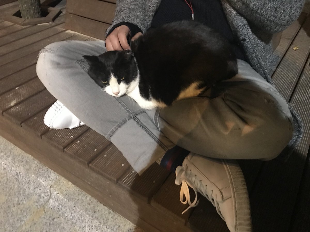 고양이를 어떻게 데리고 나오신 거냐고 물어봤더니 처음 본 고양이라고 하셨음…