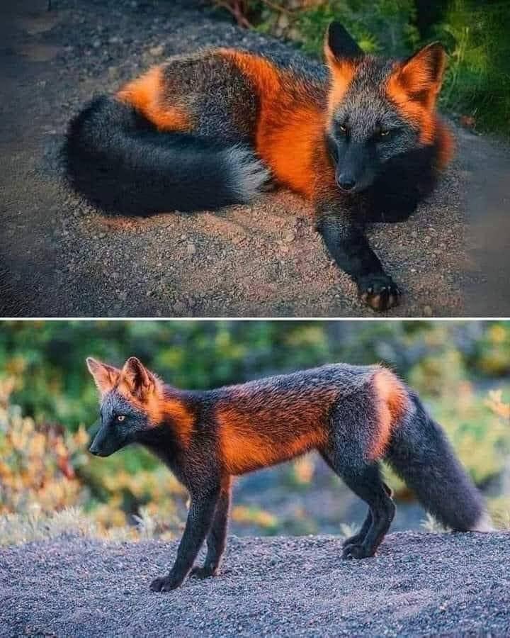 Fire Fox: One of the RAREST Animals on Earth! 📸❤️‍🔥 The Fire