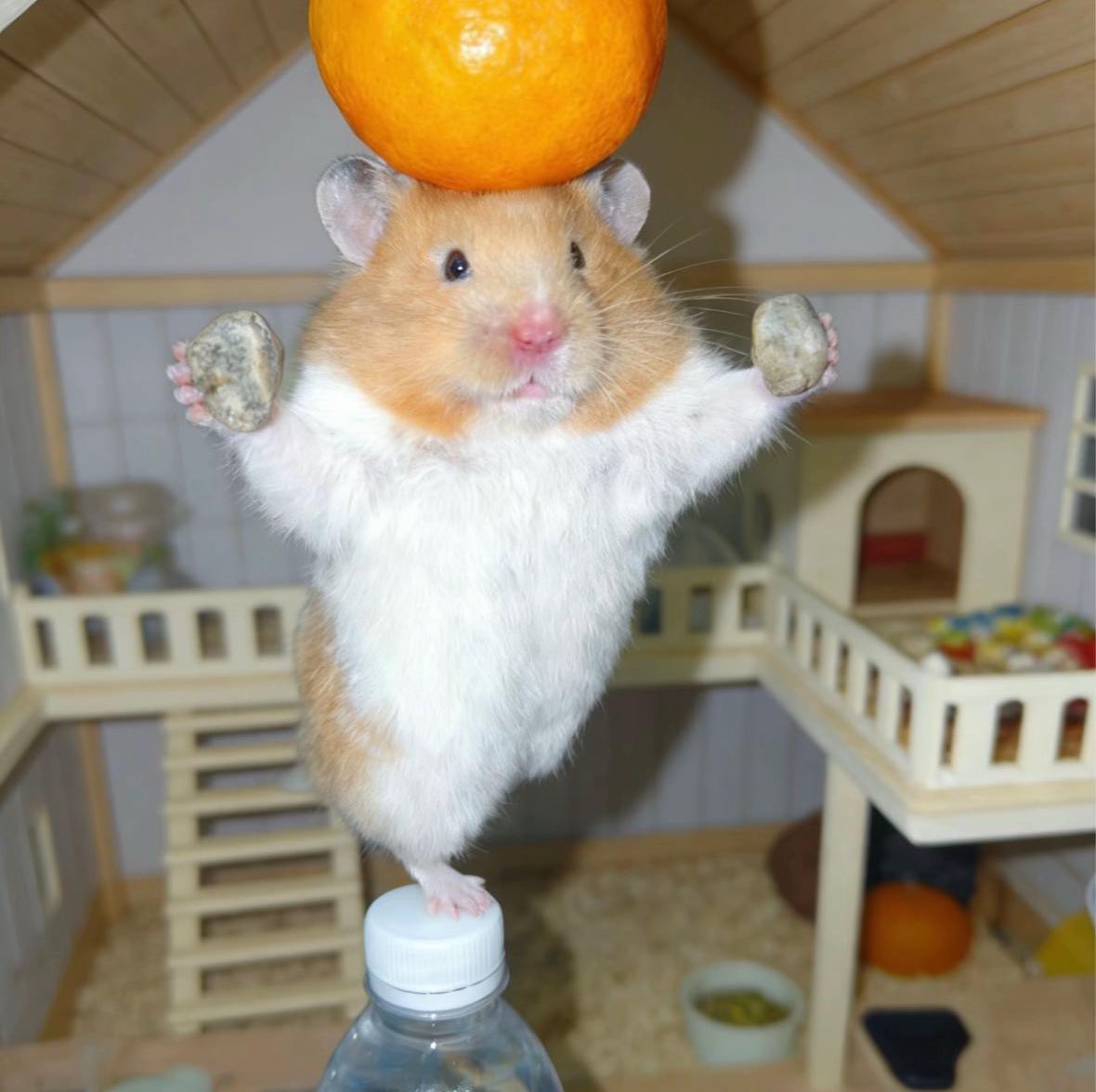 🍜🐶 𝗿𝗼𝗼𝗺 ♡⃜

︎︎    ⟡  2 / 13  20:00 20:30 男女デュオ
    ︎︎⟡  500 ×   #男女デュオ
    
     FR応  巻込 FFのみ
🍜<a href="/makkacha/">まっかーちゃー 𐔌🍜𐦯 21.213</a>  🐶<a href="/Lip_Ark/">ぐみし〜🐶</a> 

    ⟡  荒野名 本垢ID 追加ID 
    ↺ 枠数揃えて 別日のごる前優先