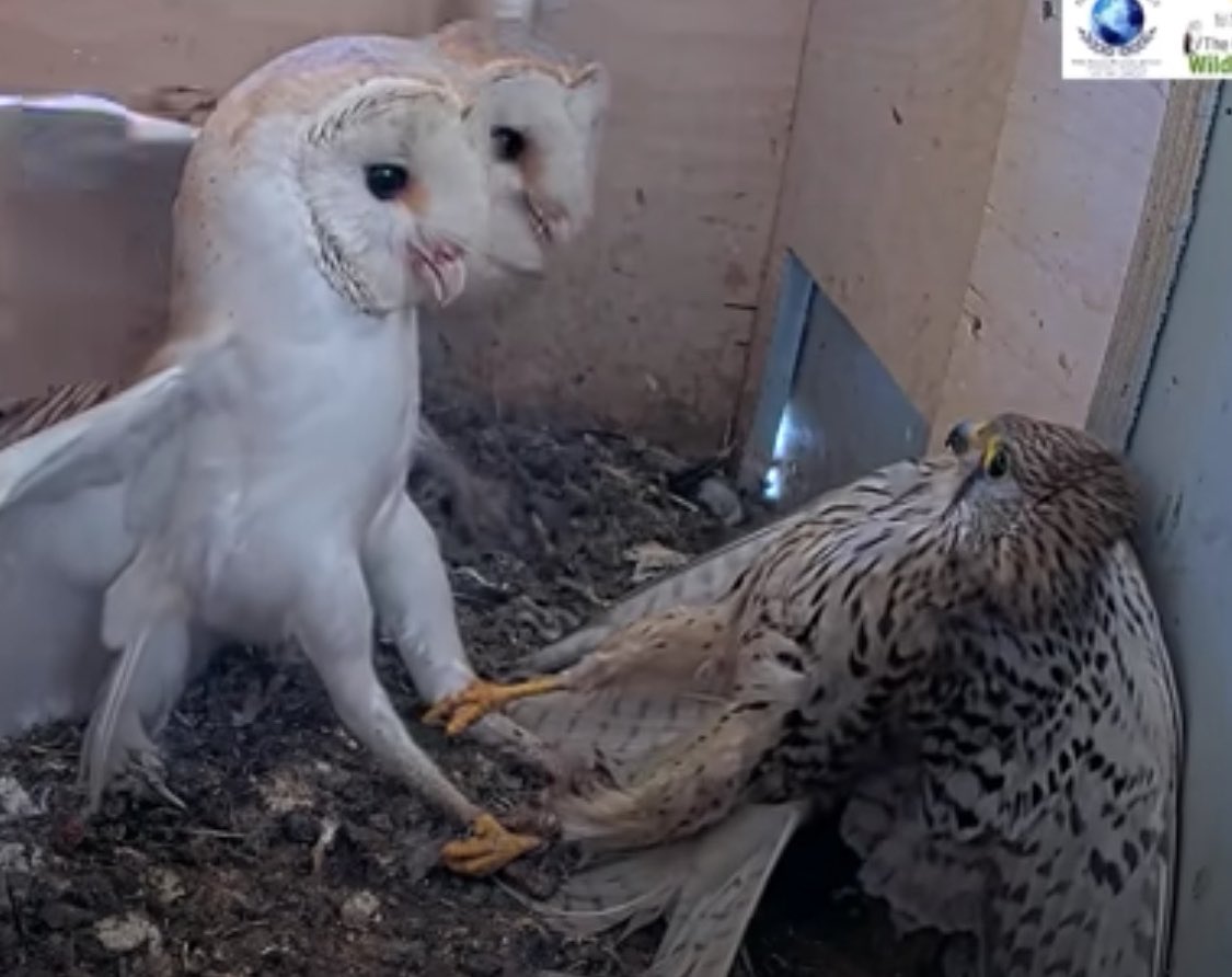 SavosAndSavos's tweet photo. PSL-6 Barn Owls legmogg Sub-5 Kestrel raptorcel while jesterlaying and nestboxmaxxing, is this the new egg meta??? https://t.co/uRymWlSurr