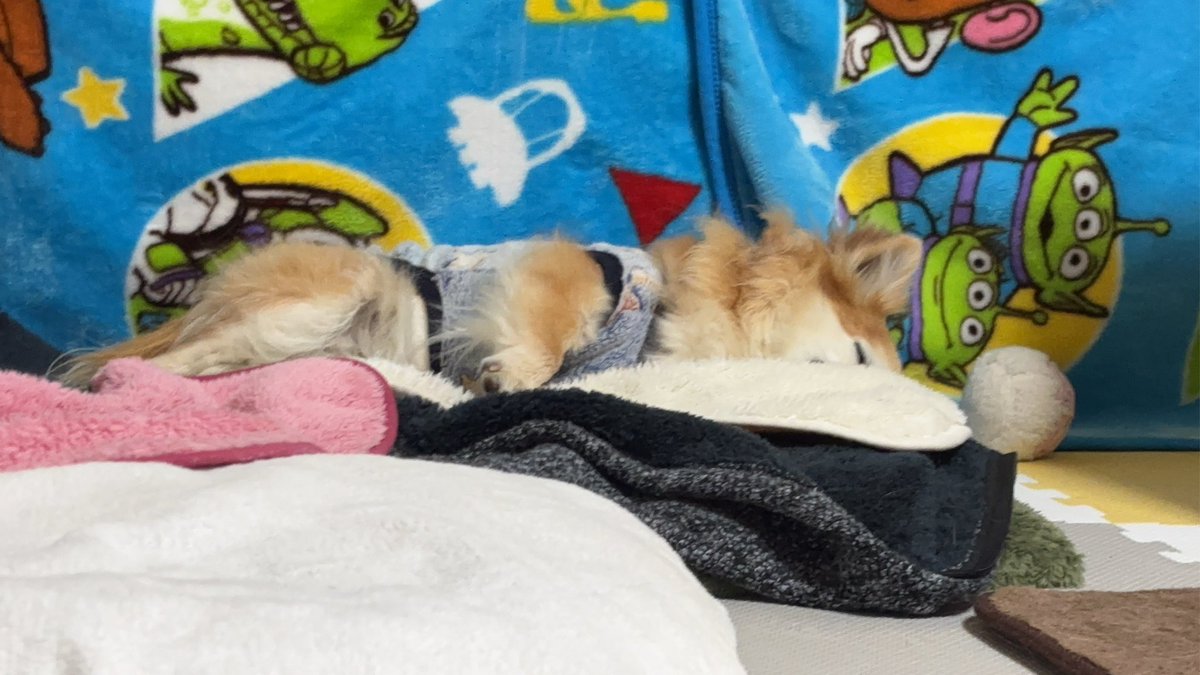 チビちゃん爆睡✨️