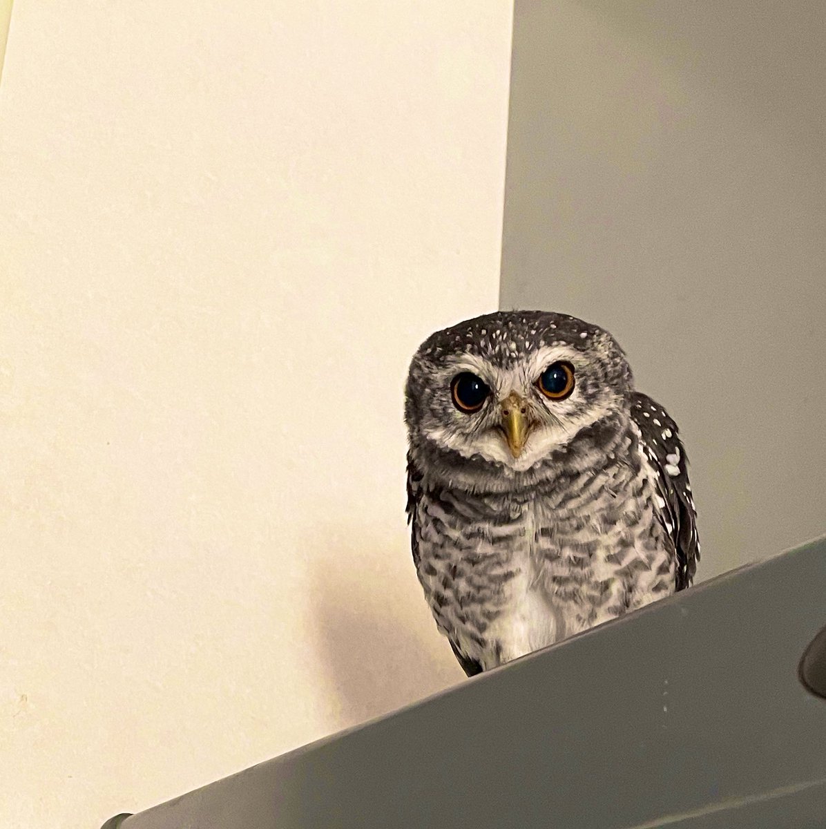 エドママ tweet media