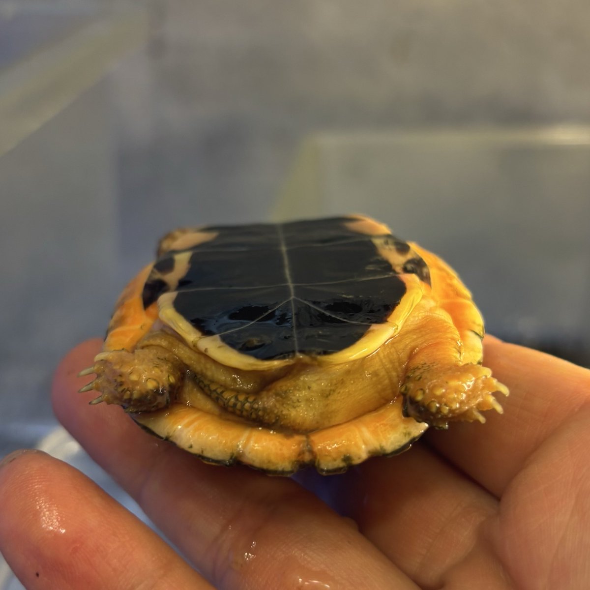 Land-mark tweet media