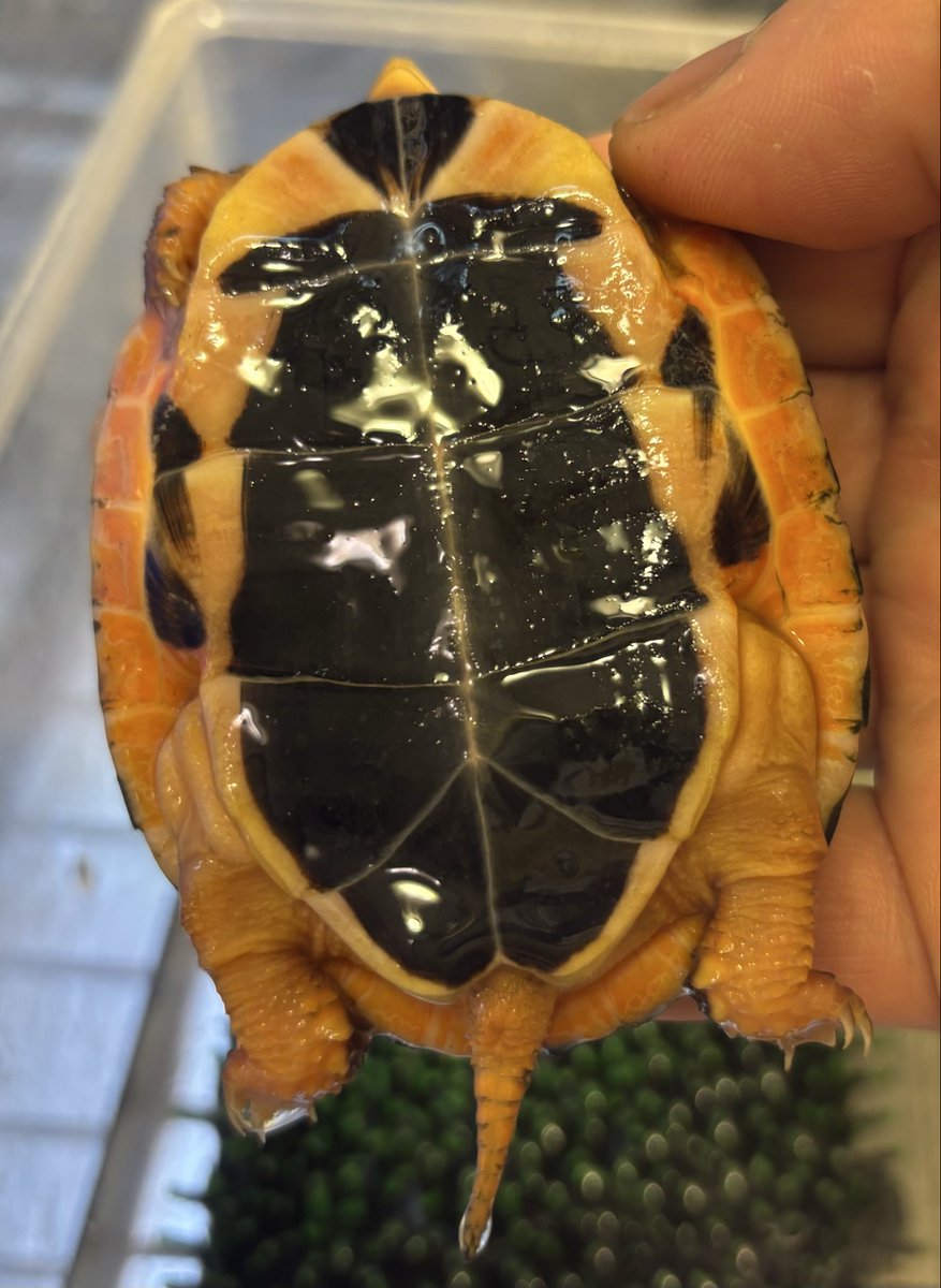 Land-mark tweet media