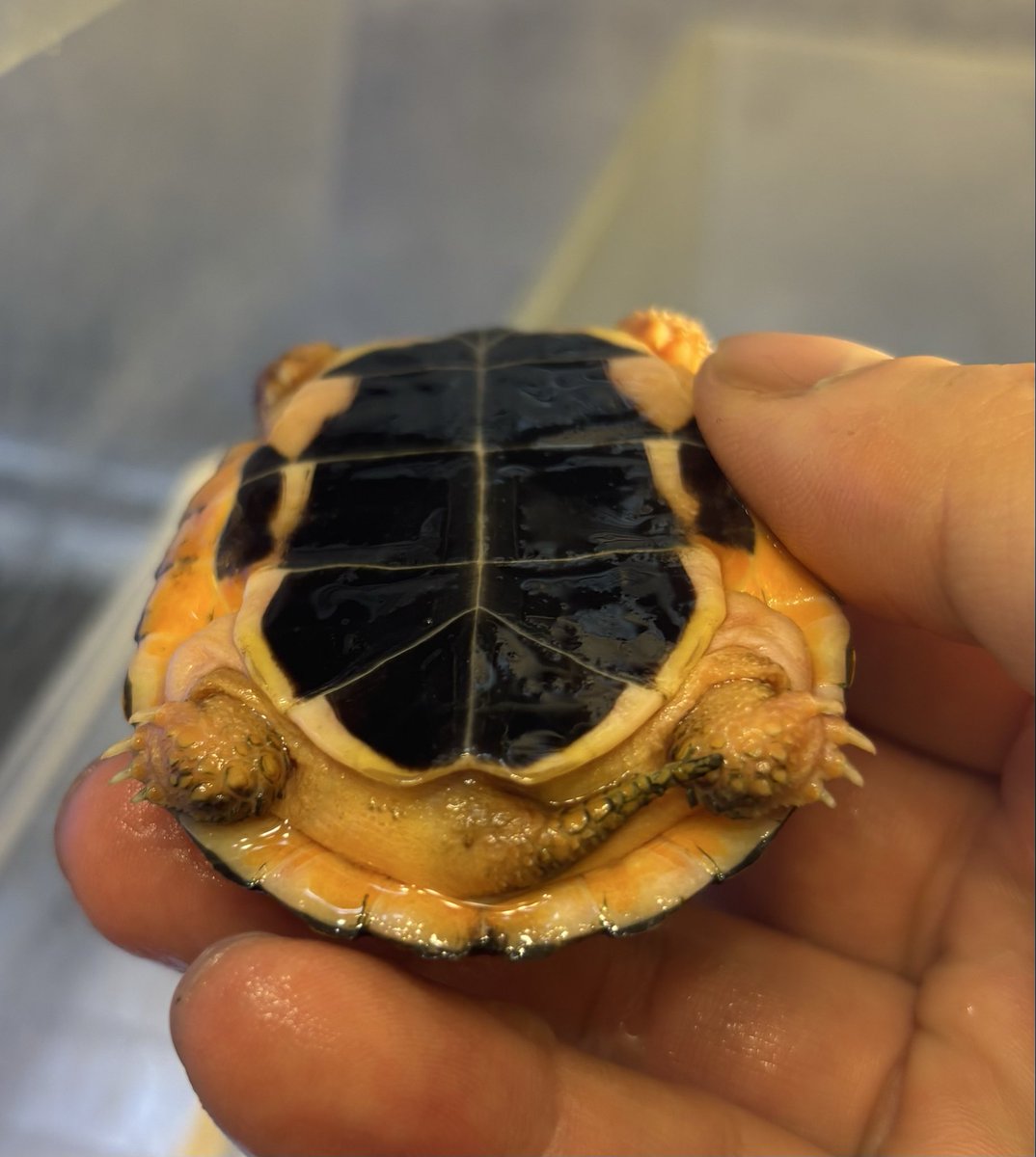 Land-mark tweet media