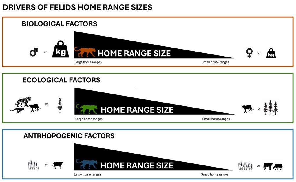 Journal of Animal Ecology tweet media