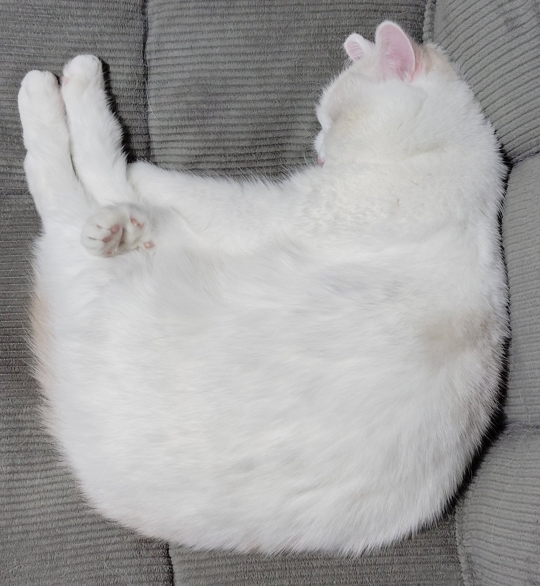 福ちゃん (@fukuchanwhite) / Posts / X