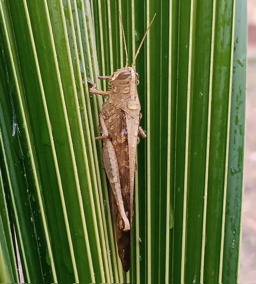 A perfect blend of colors + a cute grasshopper. #insectThursday