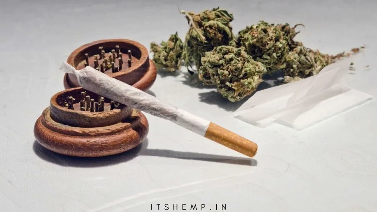 A nice guide to roll the perfect joint. <a href="/PromoteCannabis/">Chris Jay</a>  <a href="/mrclonesca/">Mr clones</a> 

cannabisshoponline420.com/how-to-roll-th…
