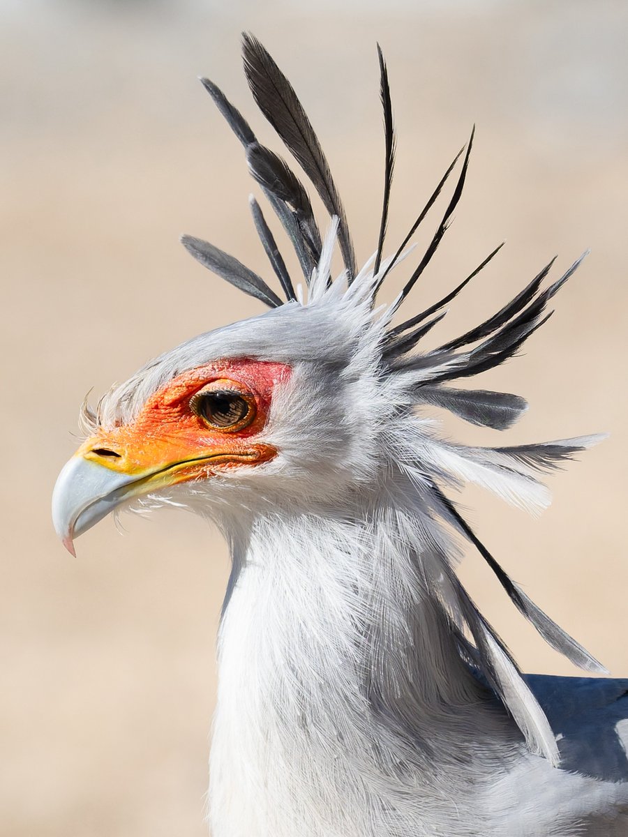 キックちゃんは横顔も大変お綺麗です
#掛川花鳥園 
#ヘビクイワシ