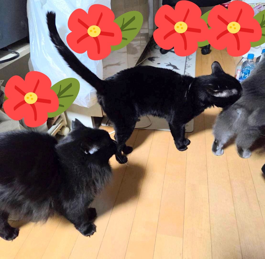 ゴンちゃんの里親様より →ベストショットは撮れませんでしたが