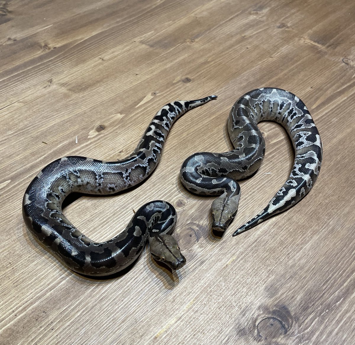 お久しぶりです🐍
yaneuratです！

去年末に成田店を閉店してから、あれこれ準備しているうちに時間が経ってしまいましたが、八街ストックルームの方での営業体制がある程度整いましたので、ご報告です🐍
▼八街ストックルーム
📍千葉県八街市八街は76-6
📞043-356-5123