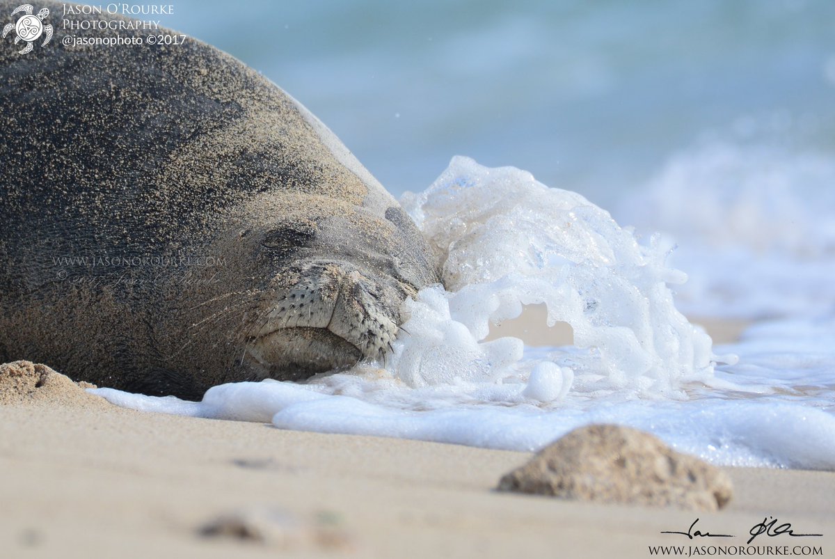 Jason O'Rourke tweet media