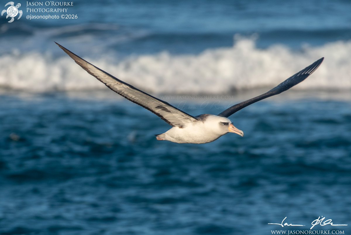 Jason O'Rourke tweet media