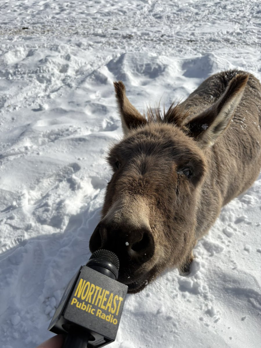 Aaron Shellow-Lavine tweet media