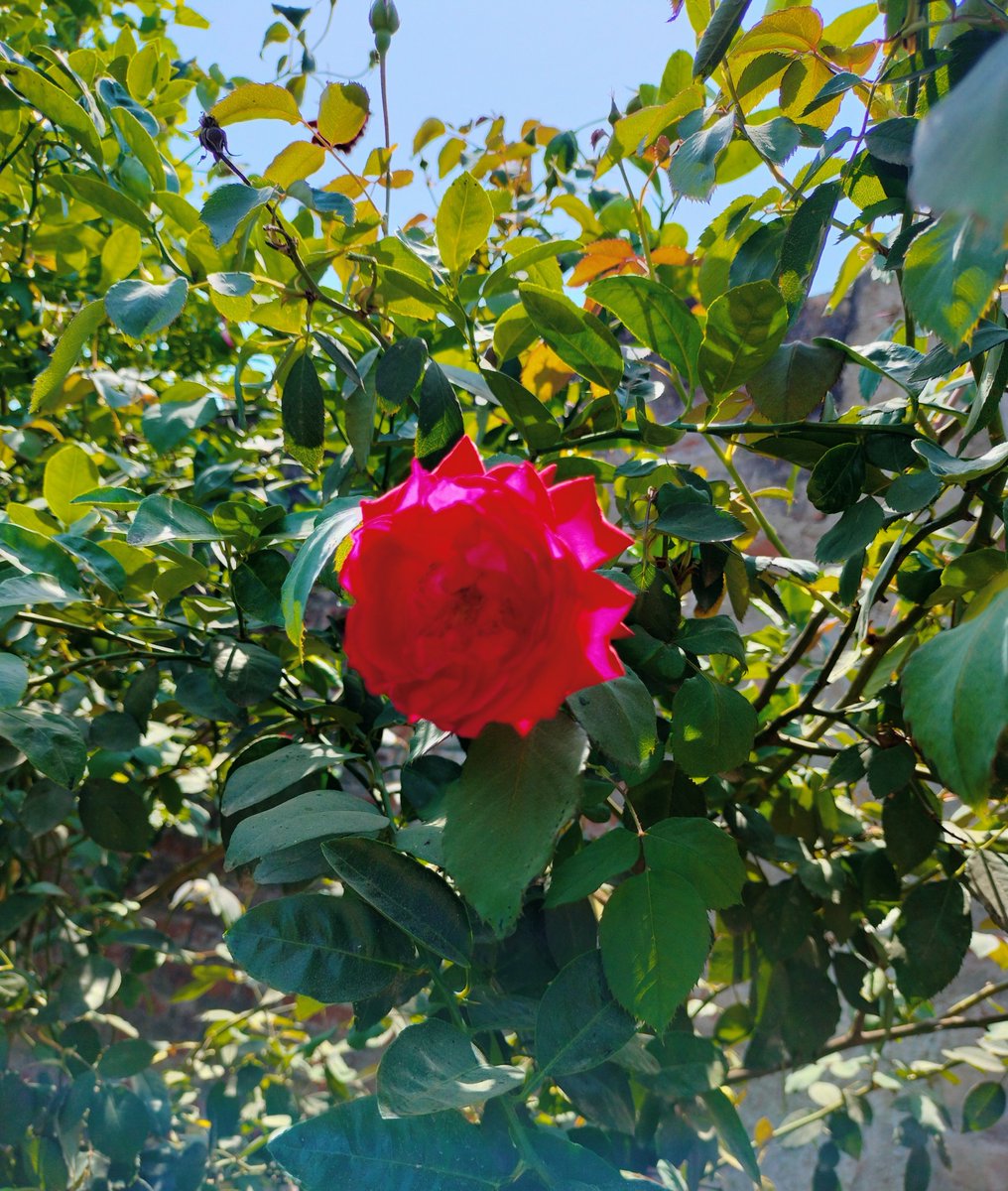 “तो” क्या हुआ जिंदगी
तुम्हारे अनुसार नहीं चल रही,
तो क्या हुआ परिस्थितियां तुम्हारे
अनुसार नहीं ढल रही,
तुम रुकना फिर चलना तुम गिरना संभलना,
कैसे भी हो रास्ते तुम आगे निकलना,
फिर एक दिन वो मुकाम आएगा जहां तुम्हें पहुंचना हैं....❤️

Very good morning friends 🌻❤️