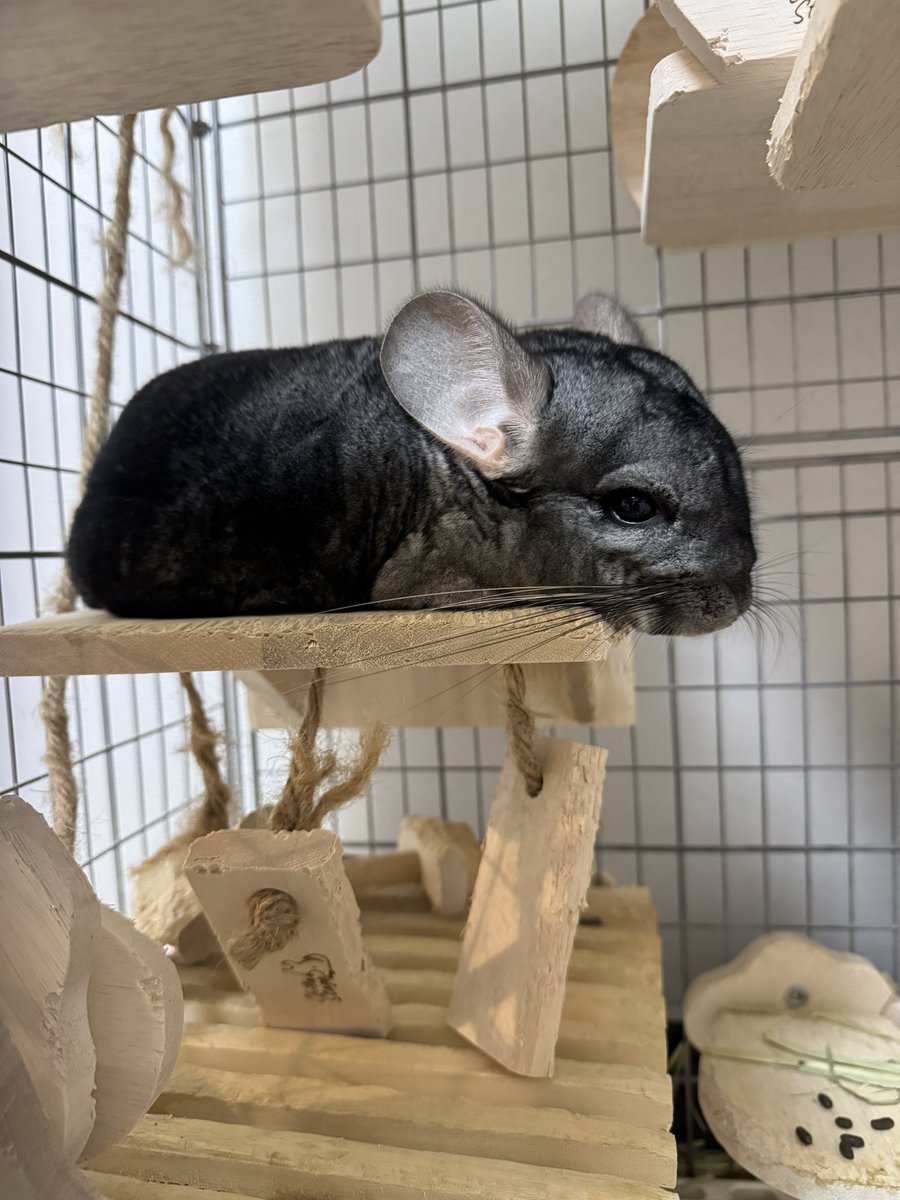 Chilla Stage (チラステージ) (@ChillaStage8113) / Posts / X