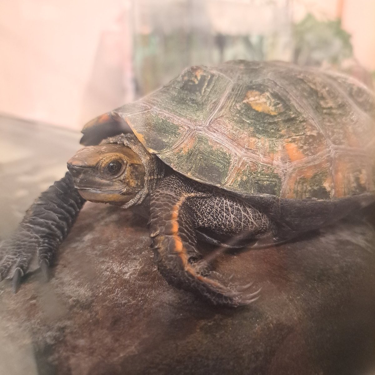 chichicafe tweet media