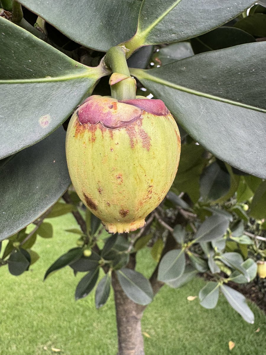 CariLeguizamon's tweet photo. Ustedes sabían que hay un árbol del autógrafo?
#Copey https://t.co/TxXk4Fd0qI