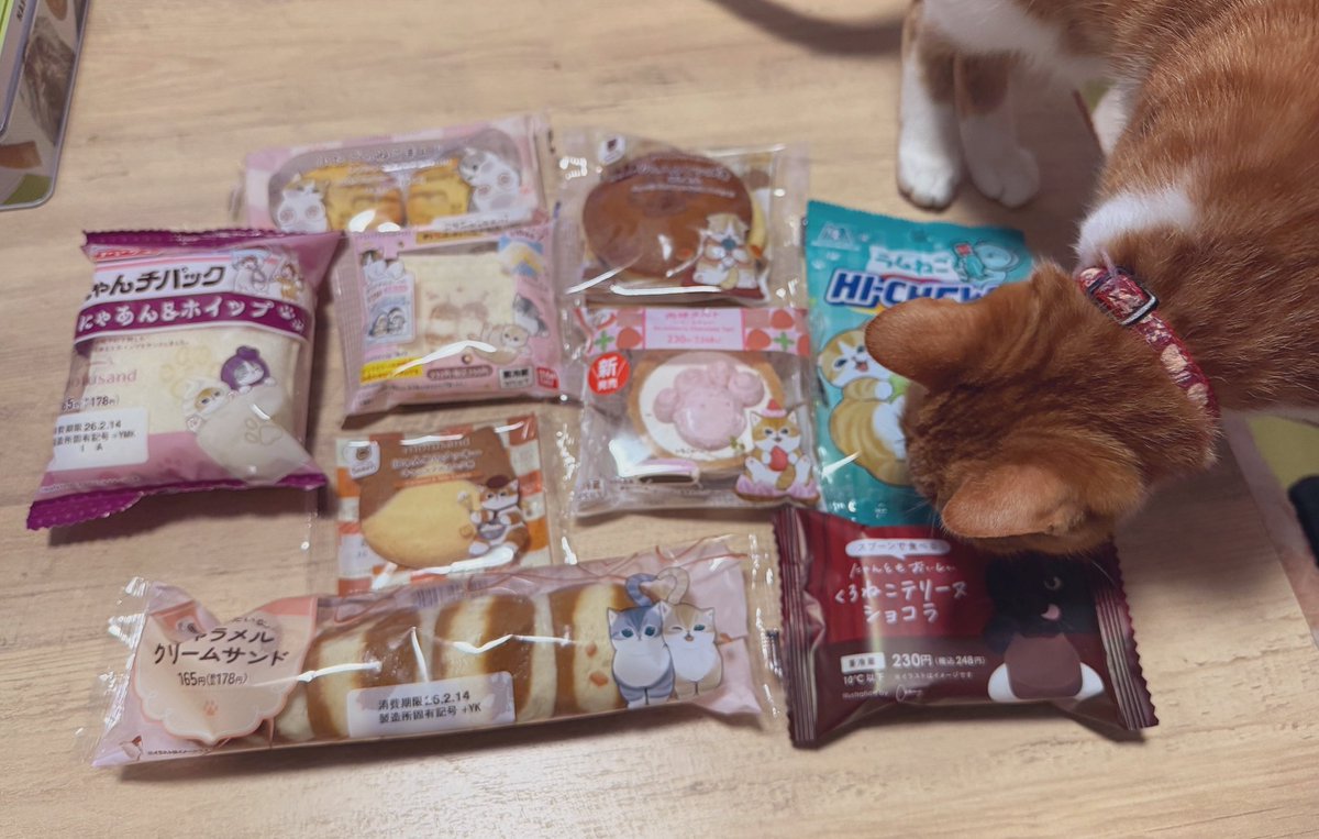 今年もにゃん祭り🐈🤍