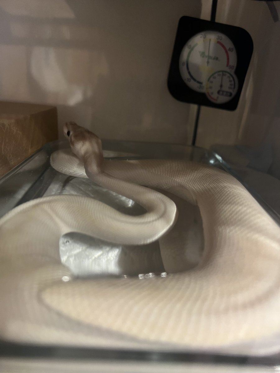 うちの白ヘビの脱皮でアート！ #ボールパイソン