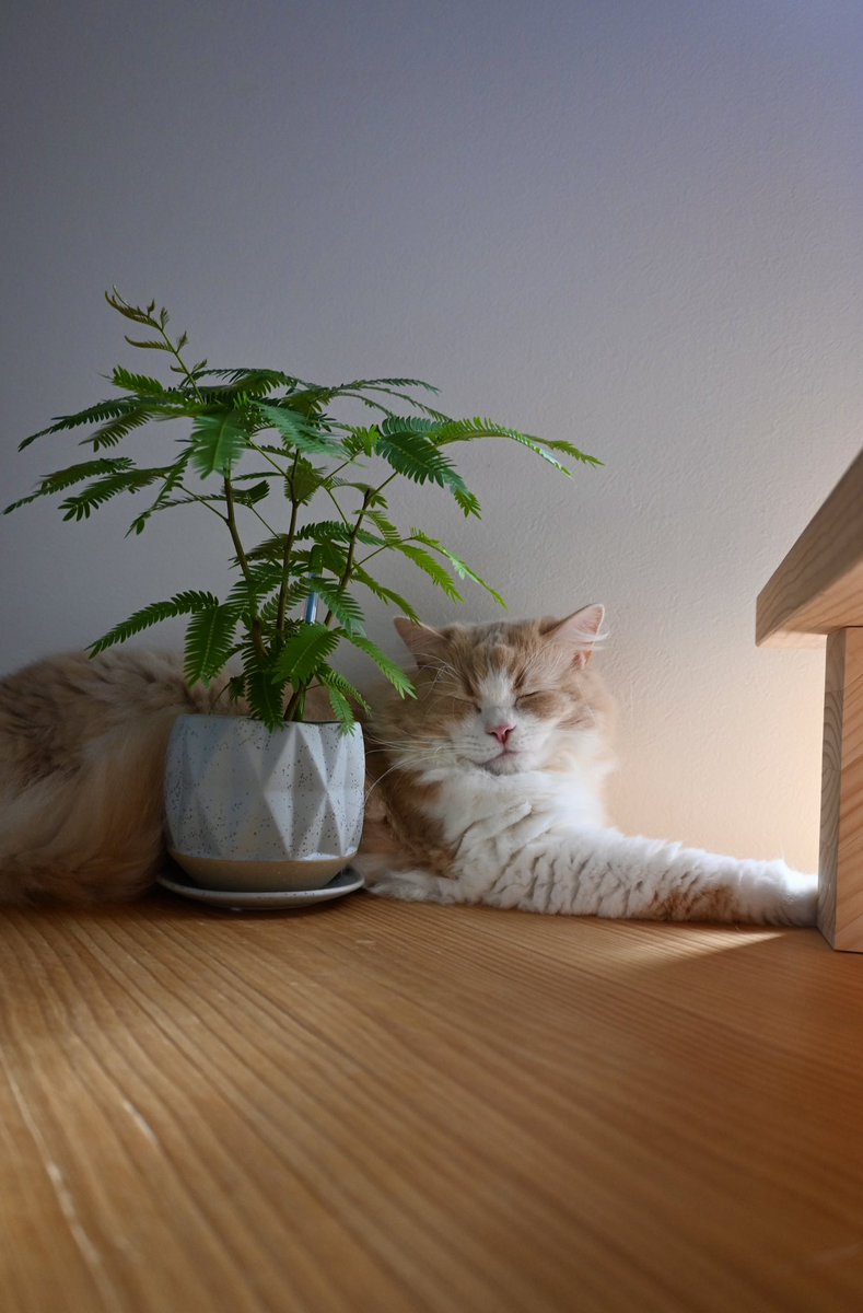 本日のお昼寝尊い