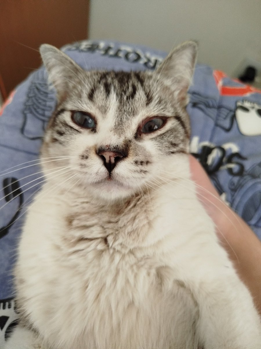 seumanotom tweet media