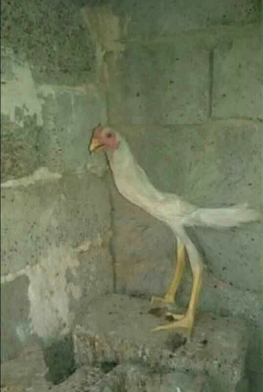 kahvaltı ögününü atlayınca hissettigim zayıflık