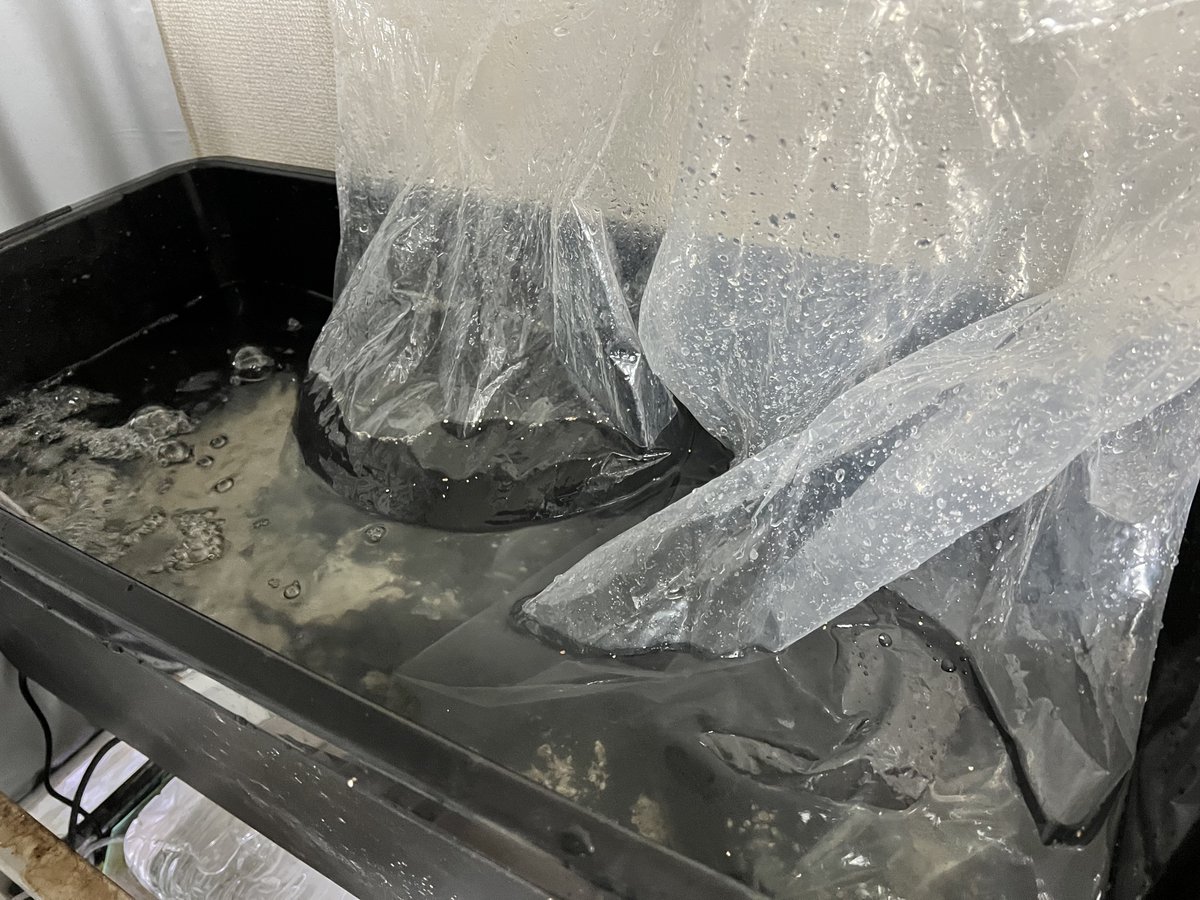 結構海な場所で釣ってきたので私にしては珍しく水合わせなどをしている
明日ひっくり返ってても不思議じゃない位には汽水魚を理解していないので心配