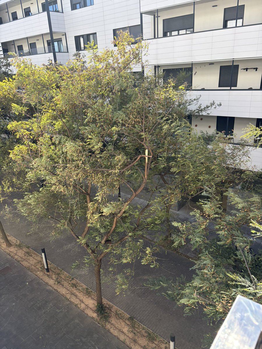 aitor_manas's tweet photo. @santjustcat caldria revisar els arbres del carrer Teresa Claramunt. Es veuen branques trencades que poden caure a sobre d’algú en qualsevol moment https://t.co/KpHhwUzzkk