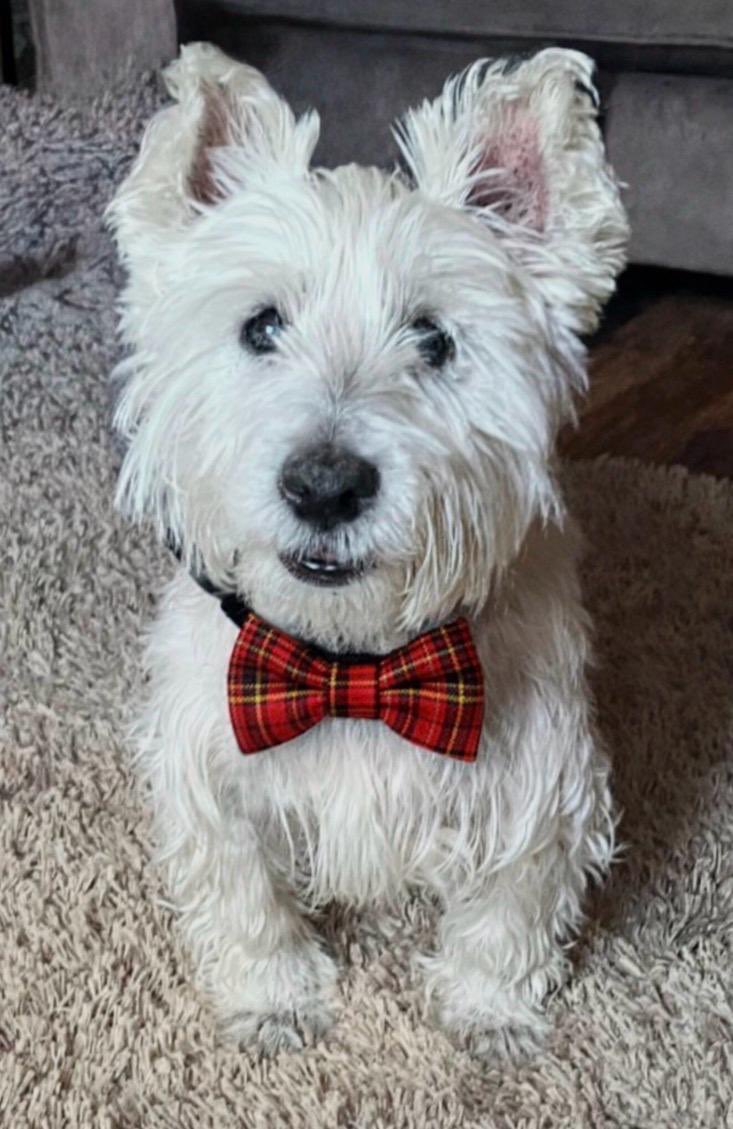 Danny Britton tweet media