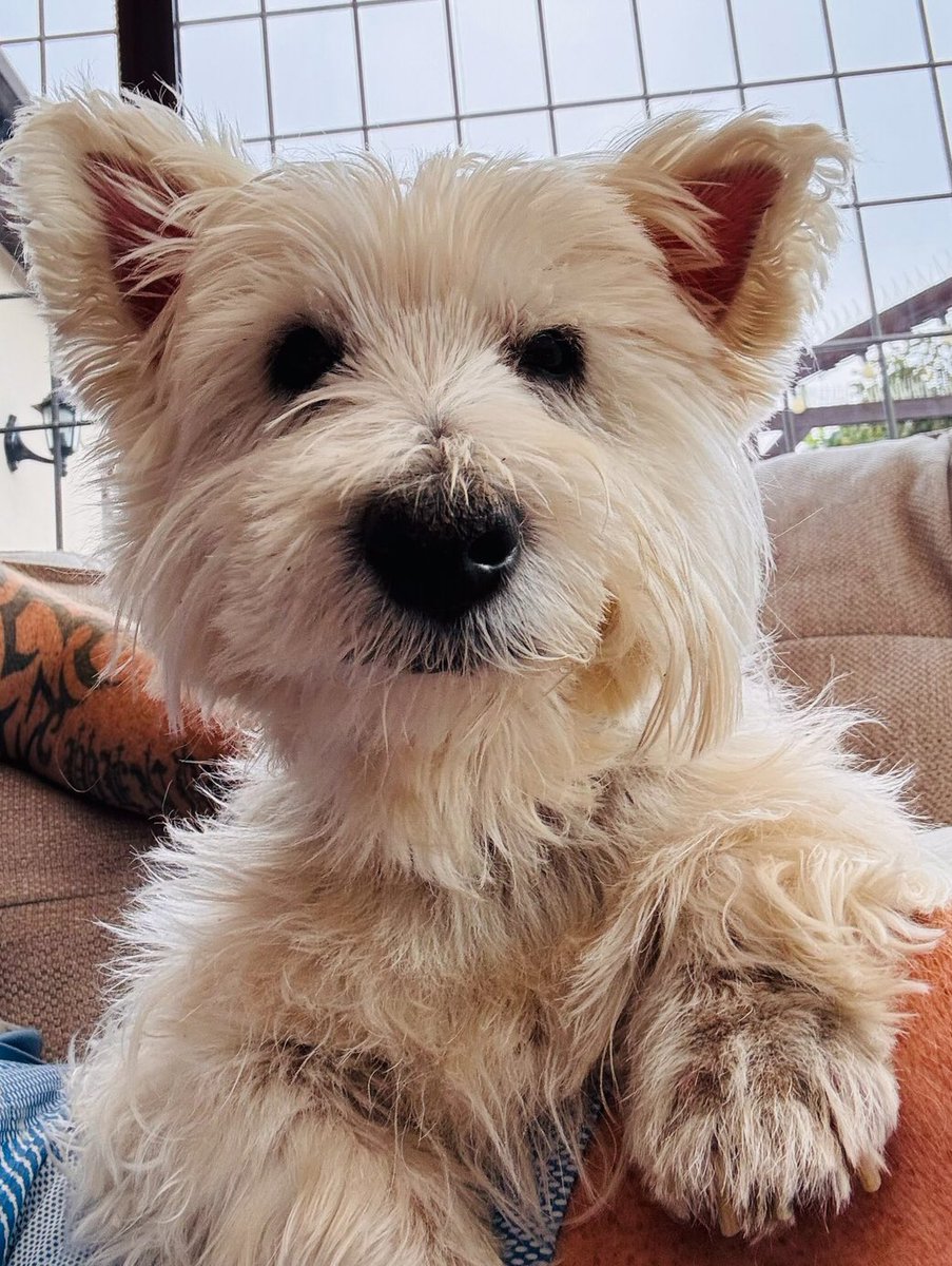 Danny Britton tweet media