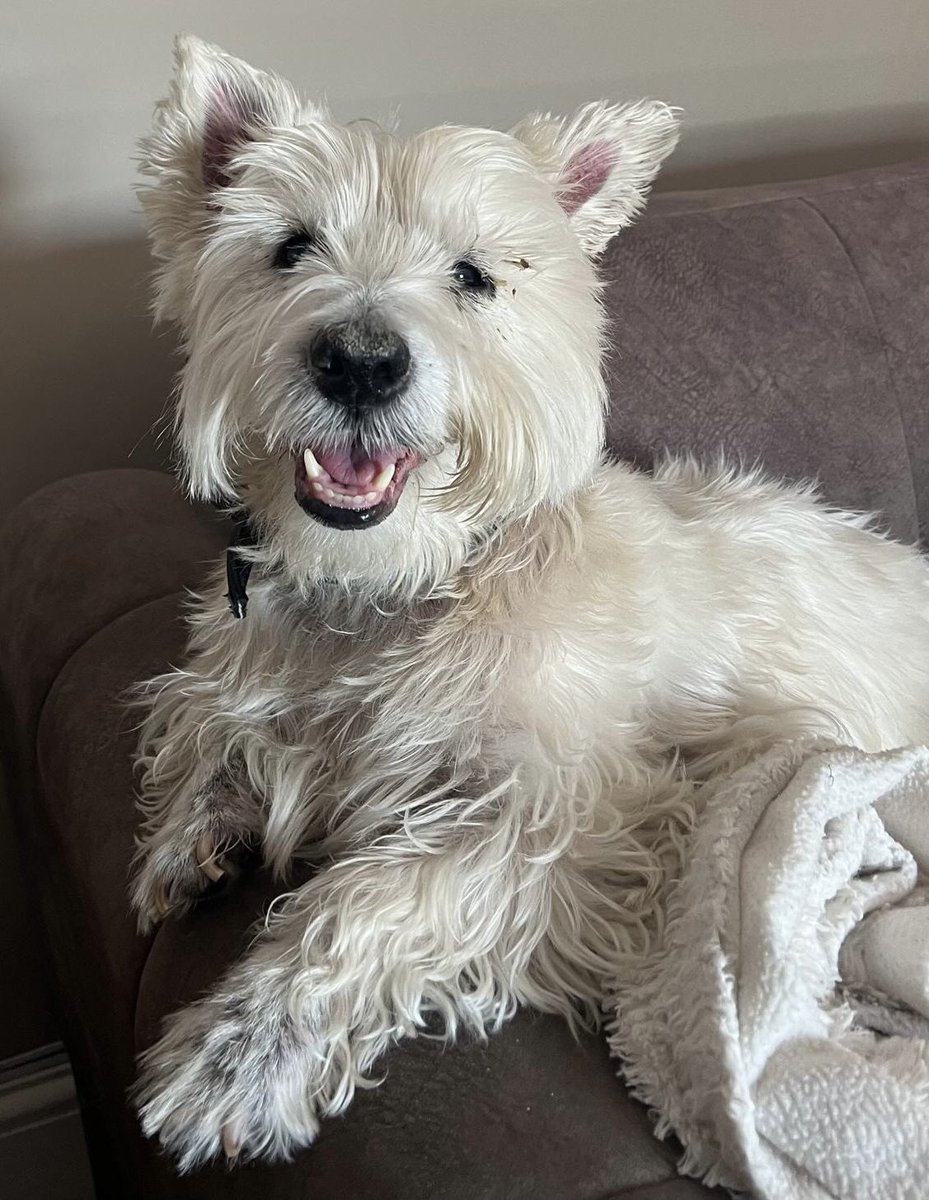 Danny Britton tweet media