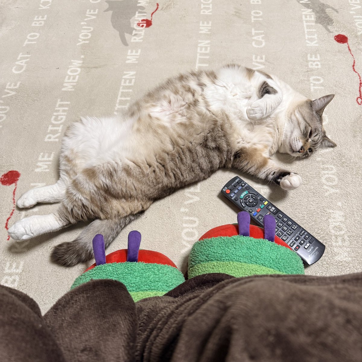 ほっかぺあたけー猫ですこんばんはー。