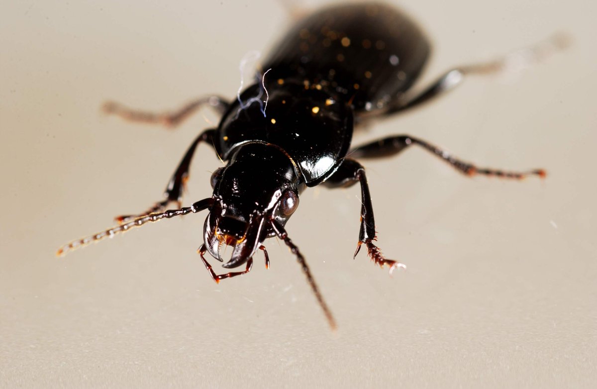 Rothamsted Research tweet media